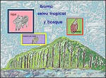 Bioma selva tropical y bosque